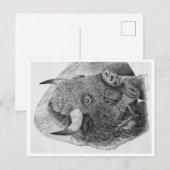 Büffel Postkarte (Vorne/Hinten)