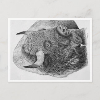 Büffel Postkarte
