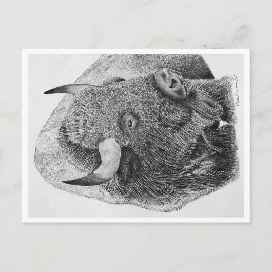 Büffel Postkarte (Vorderseite)