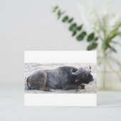 Büffel Postkarte (Stehend Vorderseite)