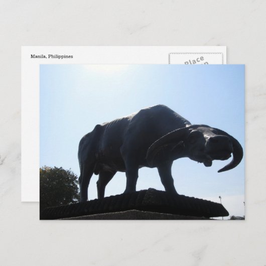 Büffel Postkarte (Vorne/Hinten)