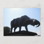 Büffel Postkarte (Vorderseite)