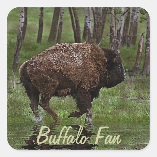 Büffel und Wald, Bison-Liebhaber Design Quadratischer Aufkleber (Vorderseite)