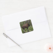 Büffel und Wald, Bison-Liebhaber Design Quadratischer Aufkleber (Umschlag)