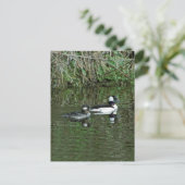 Büffelköpfe - Hauben Postkarte (Stehend Vorderseite)