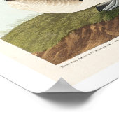 Buffelköpfe von Audubon Poster (Ecke)