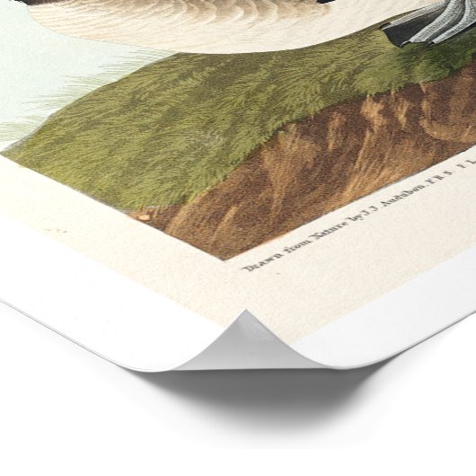 Buffelköpfe von Audubon Poster (Ecke)