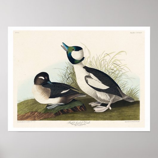 Buffelköpfe von Audubon Poster (Vorne)