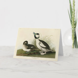 Buffelköpfe von Audubons Vögeln in Amerika Karte