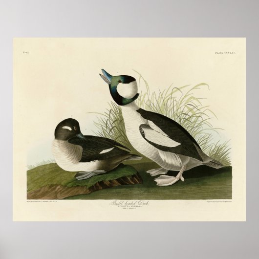 Buffelköpfe von Audubons Vögeln in Amerika Poster (Vorne)