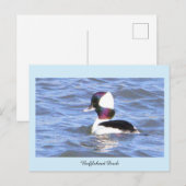 Büffelkopfente Postkarte (Vorne/Hinten)