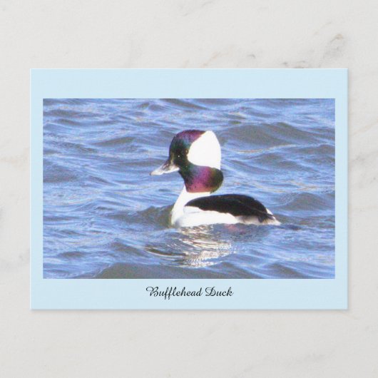 Büffelkopfente Postkarte (Vorderseite)