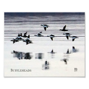 Büffelkopfenten auf Higgins Lake Fotodruck