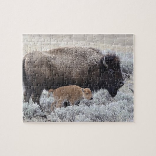 Büffelkuh mit Kalb, Yellowstone Puzzle (Horizontal)
