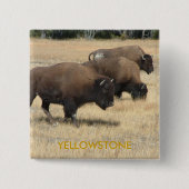 Büffelyellowstone-Knopf Button (Vorderseite)