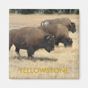 Büffelyellowstone-Magnet Magnet