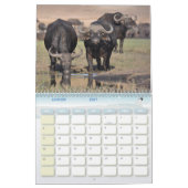 Buffle Calendar Buffalo Animal Kalender (Jan 2027)