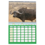 Buffle Calendar Buffalo Animal Kalender (Mär 2027)