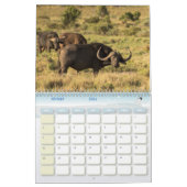 Buffle Calendar Buffalo Animal Kalender (Feb 2026)