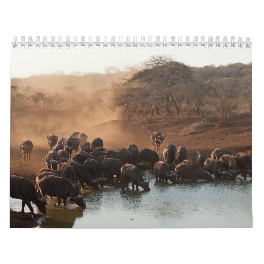 Buffle Calendar Buffalo Animal Kalender (Titelbild)