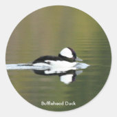 Bufflehead Duck Aufkleber (Vorderseite)