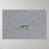 Bufflehead Duck Foto Poster (Vorne)