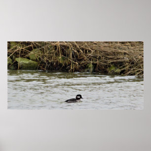 Bufflehead Duck Foto Poster