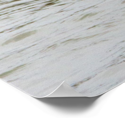 Bufflehead Duck Foto Poster (Ecke)