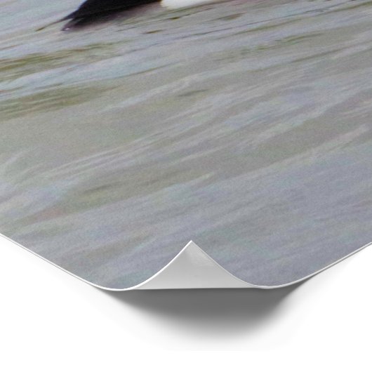 Bufflehead Duck Foto Poster (Ecke)