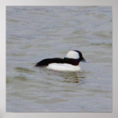 Bufflehead Duck Foto Poster (Vorne)