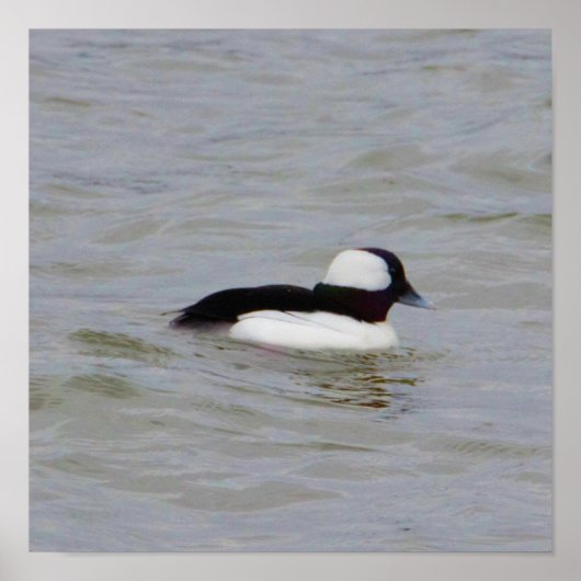 Bufflehead Duck Foto Poster (Vorne)