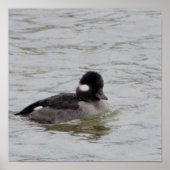 Bufflehead Duck Foto Poster (Vorne)