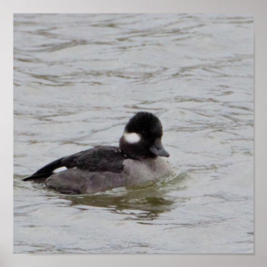 Bufflehead Duck Foto Poster (Vorne)