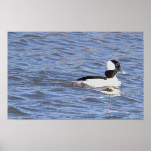Bufflehead Duck Poster (Vorne)