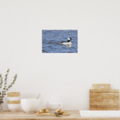 Bufflehead Duck Poster (Küche)
