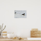 Bufflehead Encks Foto Poster (Küche)