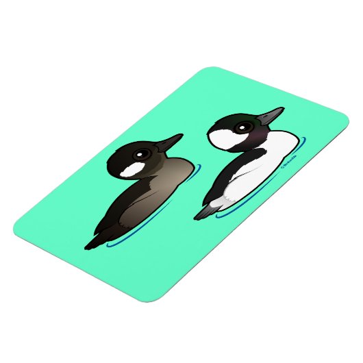 Bufflehead Pair Magnet (Linke Seite)
