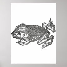 Bufo Rana aka Aga-Kröte
