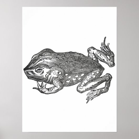 Bufo Rana aka Aga-Kröte Poster (Vorne)