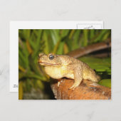 Bufo the Frog Postkarte (Vorne/Hinten)