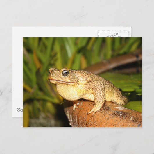 Bufo the Frog Postkarte (Vorne/Hinten)