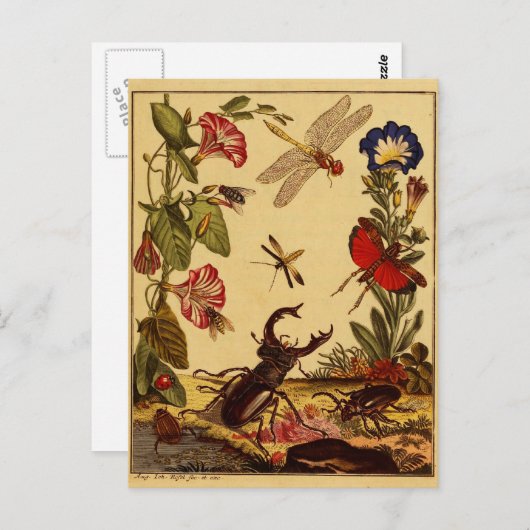 Bug 1764 postkarte (Vorne/Hinten)