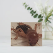 Bug 1 - Erziehungsbrainfart Postkarte (Stehend Vorderseite)