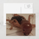 Bug 1 - Erziehungsbrainfart Postkarte (Vorne/Hinten)