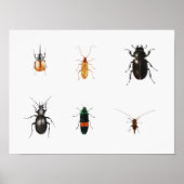Bug 2011 poster (Vorne)