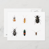 Bug 2011 postkarte (Vorne/Hinten)