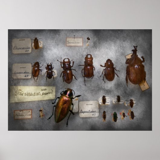 Bug Collector - Die Insektensammlung Poster (Vorne)