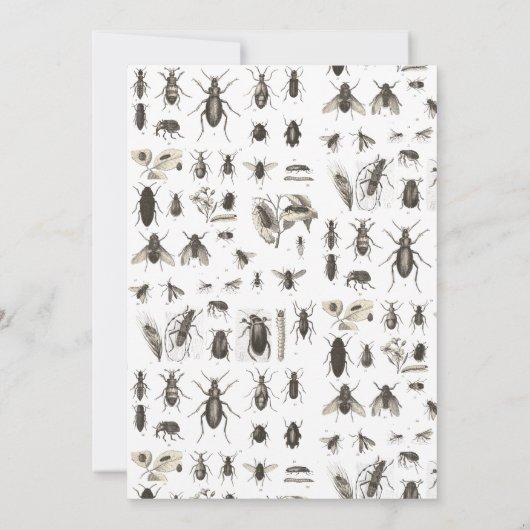 Bug oder Insektenthema Geburtstagsparty (Rückseite)