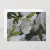 Bug über eine Azalea Postkarte (Vorne/Hinten)