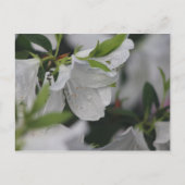 Bug über eine Azalea Postkarte (Vorderseite)